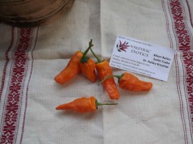 Narancs Jalapeno paprika - Csípős paprika ritkaságok az Egzotikus Növények Stúdiója kínálatában